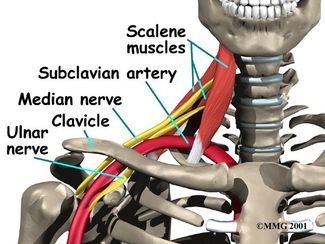 shoulder skeleton diagram